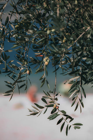 How are Perfumes Made? Find Out the Fun Way!
