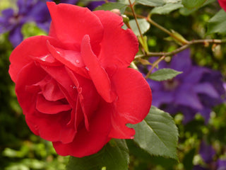 The Scent of Luxury – Velvet Rose & Oud