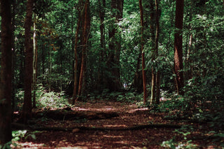 What You Need to Know About our Colonia Intensa Oud Alternative